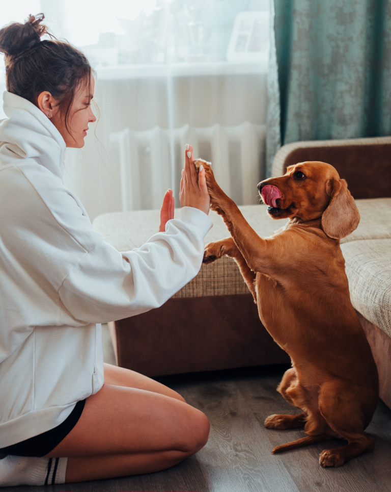 Choosing the Right Flooring for Pet-Friendly Homes: Tips and Considerations From Osment Flooring